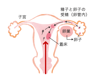 人工授精