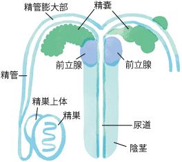 炎症は勃起不全を引き起こす可能性があります