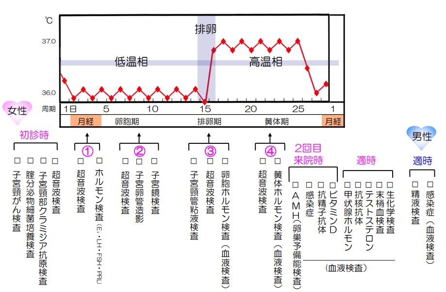 不妊症の主な検査