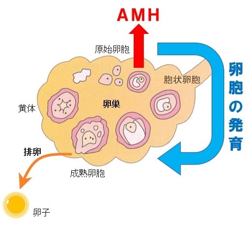 排卵と女性ホルモン