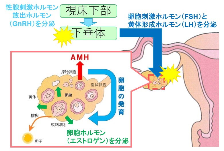 ピルの服用と卵巣予備能